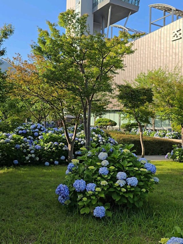 올해 오션뷰 수국은 여기서 종결💜