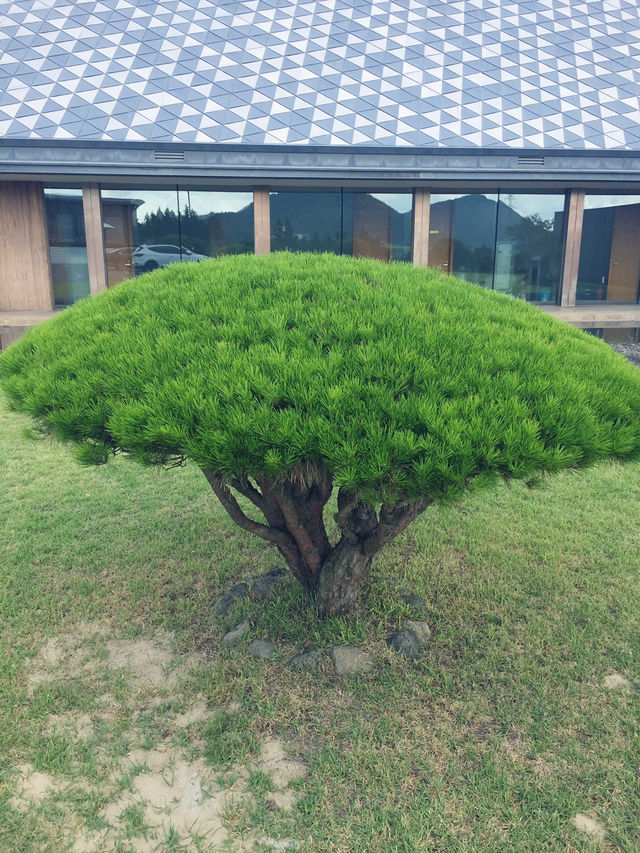제주 여행 남들보다 더 잘 즐기는 법🩷