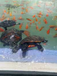 小梅沙海洋世界遊覽體驗：交通不便、設施不足，性價比偏低 
