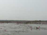 🌸 Travel Blog: Red Lotus Sea (Talay Bua Daeng), Udon Thani 🌸