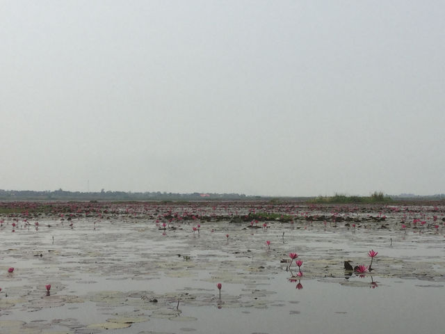 🌸 Travel Blog: Red Lotus Sea (Talay Bua Daeng), Udon Thani 🌸
