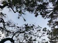 🍃 Peak Trail ที่อยู่บน Victoria Peak (The Peak)