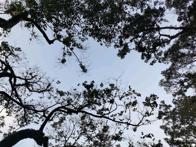 🍃 Peak Trail ที่อยู่บน Victoria Peak (The Peak)