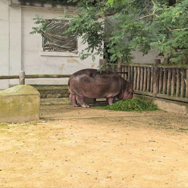 雲南昆明親子必去玩樂景點🏮昆明動物園