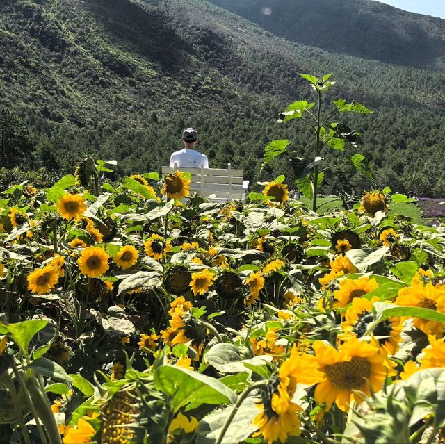 親子遊好去處！靚爆花海🌻聽花谷-麗江百花園