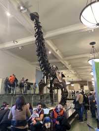 ［紐約旅行］紐約自然歷史科學博物館American Museum of Natural History🦴晚上會活起來的博物館