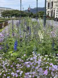【ニュージーランド・ダニーデン】世界一美しいと称される駅「ダニーデン駅」🏛️🌿