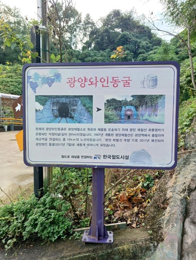 🍷 불빛 아래 빛나는 감성, 광양 와인동굴