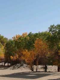 The Spirit of the Desert Poplar