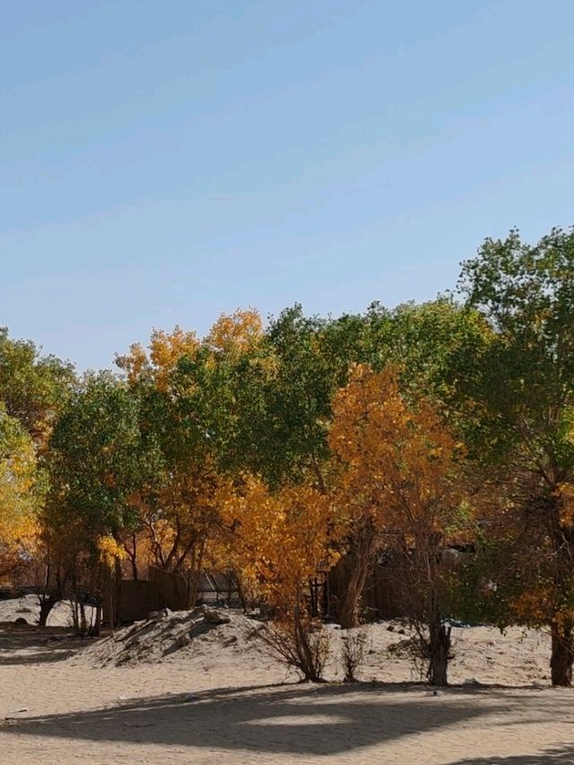 The Spirit of the Desert Poplar