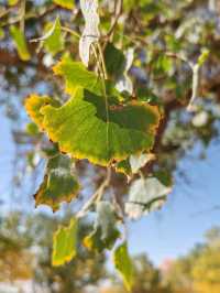 The Spirit of the Desert Poplar