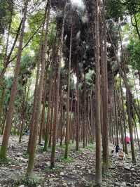 Dujiangyan: A Verdant Masterpiece