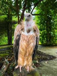 🐾 Wild Encounters in Paradise – Discover Safari Lagoi Bintan