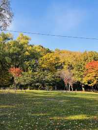 마루야마 공원의 아침