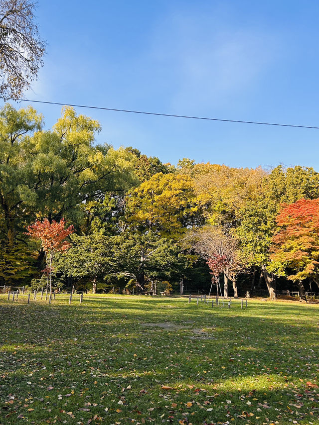 마루야마 공원의 아침 마루야마 공원의 아침
