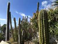 ニースからバスで30分！エズ村魅力ご紹介🦅⛰️🌹