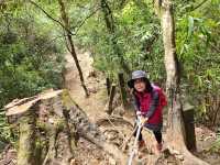 櫻花竹林秘境．石壁山壯麗之旅