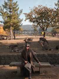🍂 Autumn in Nara Park🍁🫎