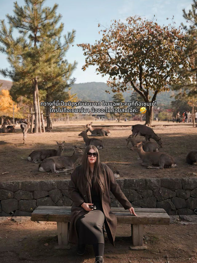 🍂 Autumn in Nara Park🍁🫎
