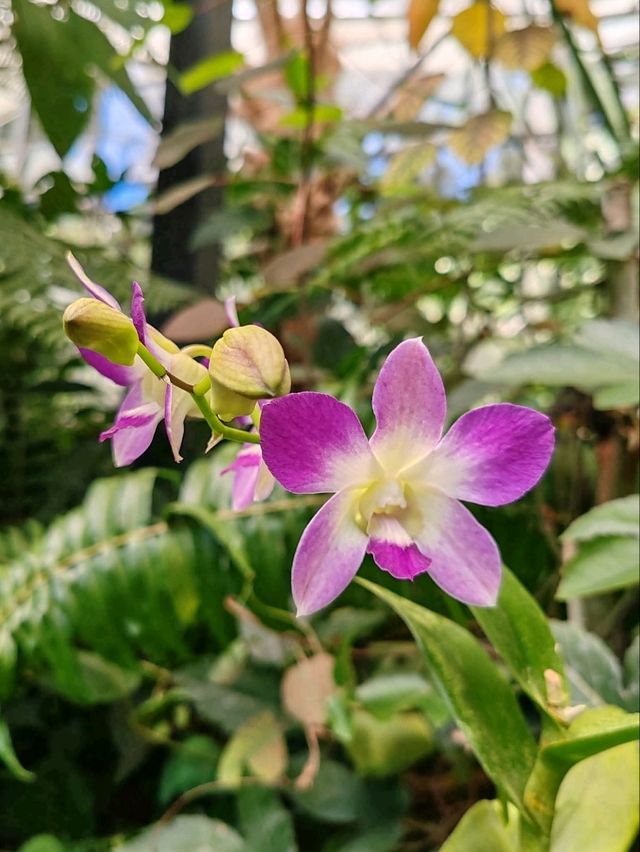 A Myriad of Orchids A Myriad of Orchids