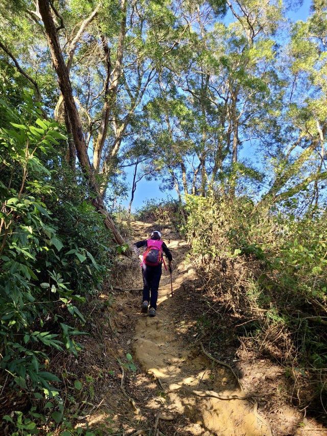 【新田步道・輕登小百岳-聚興山｜的山林小旅行】