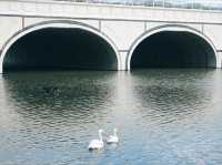 A Serene Escape: Discovering Swan Lake in Putrajaya