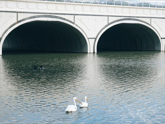 A Serene Escape: Discovering Swan Lake in Putrajaya