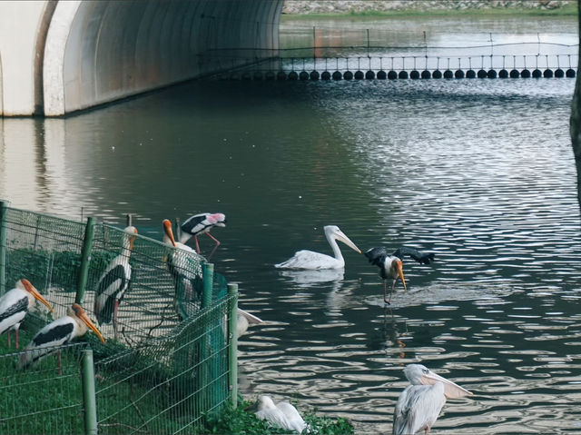 A Serene Escape: Discovering Swan Lake in Putrajaya