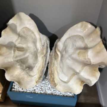 Natural Science Museum of Valencia – Exploring the Wonders of Life and Earth