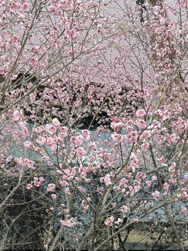 去年在首爾的櫻花美妙時刻。
