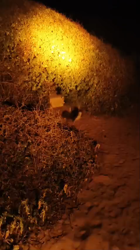 low head penguins tour