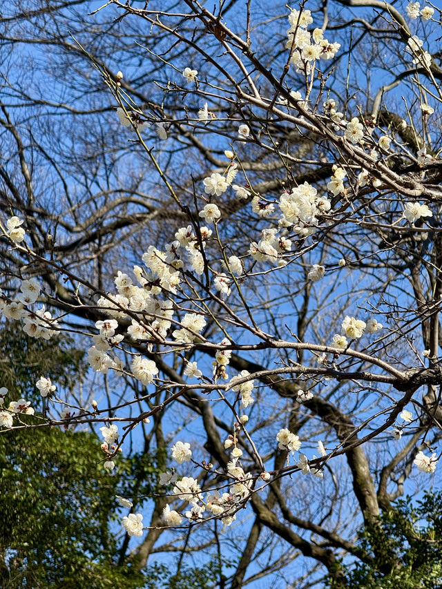 Walking Through Edo-Era Elegance in Tokyo
