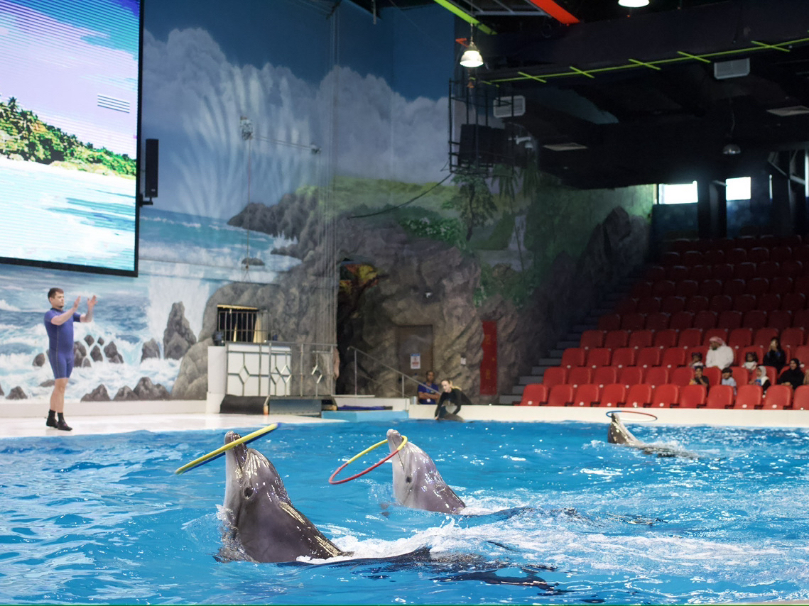 adorable dolphins!