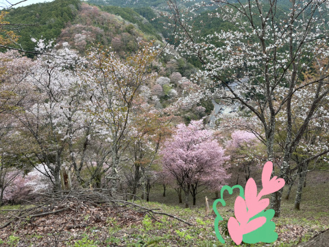 乾山写吉野桜向付7客 乾山写桜平向付 TKD020307B | 陶花堂