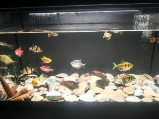 沿著佈滿亂石的溪岸慢慢往前走,腳邊的石頭被千百年的流水打磨得圓潤光滑,深淺不一的石紋像被歲月親手繪製的畫卷,有的石頭上長滿了翠綠的青苔,摸上去濕潤又柔軟,有的石頭縫裡鑽出幾朵淡藍色的小野花,嬌嫩的花瓣在風裡輕輕晃動。幾隻小螃蟹橫著身子在石縫間快速爬動,看見人來就趕緊躲進石頭底下的水窪裡,陽光透過岸邊的樹葉灑下來,在石頭表面鋪出流動的碎金,腳下踩著被流水浸得涼爽的石頭,涼意從腳底慢慢漫上來,整個人都變得清爽起來,忽然想起「明月鬆間照,清泉石上流」的清冽詩句,這片石灘沒有過度開發的痕跡,人們都自覺愛護這些獨特的石頭,不會隨意敲鑿帶走,沿途的石頭保留著最原生的模樣,每一道紋理都藏著流水與時光的故事,走在這裡每一步都能觸摸到歲月留下的溫柔印記。


#新年好去處2026