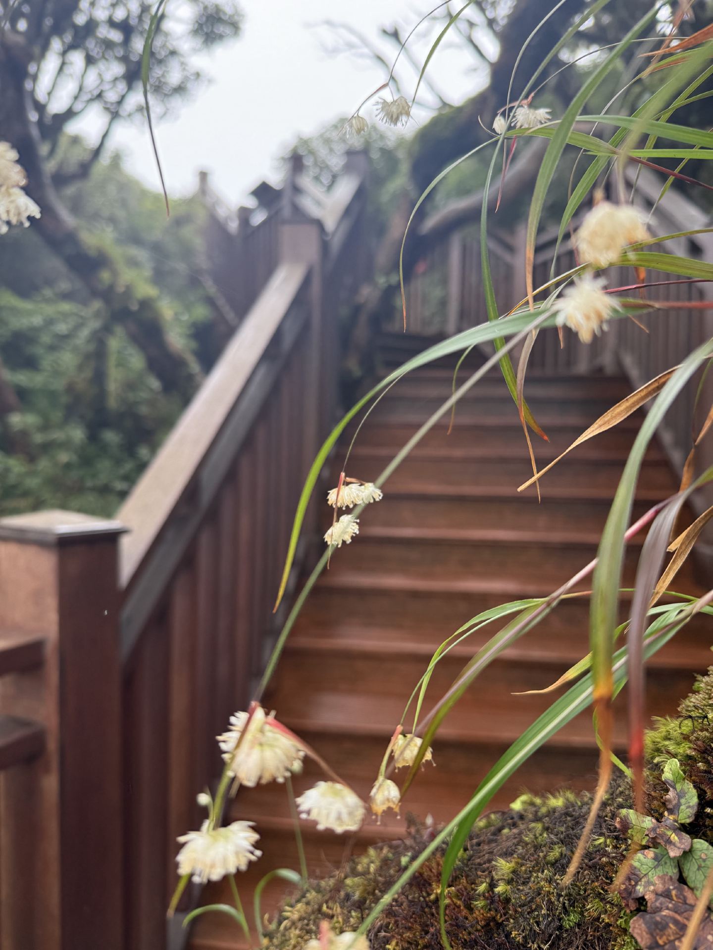 Where the Mountain Blooms: A Floral Walk on Fansipan