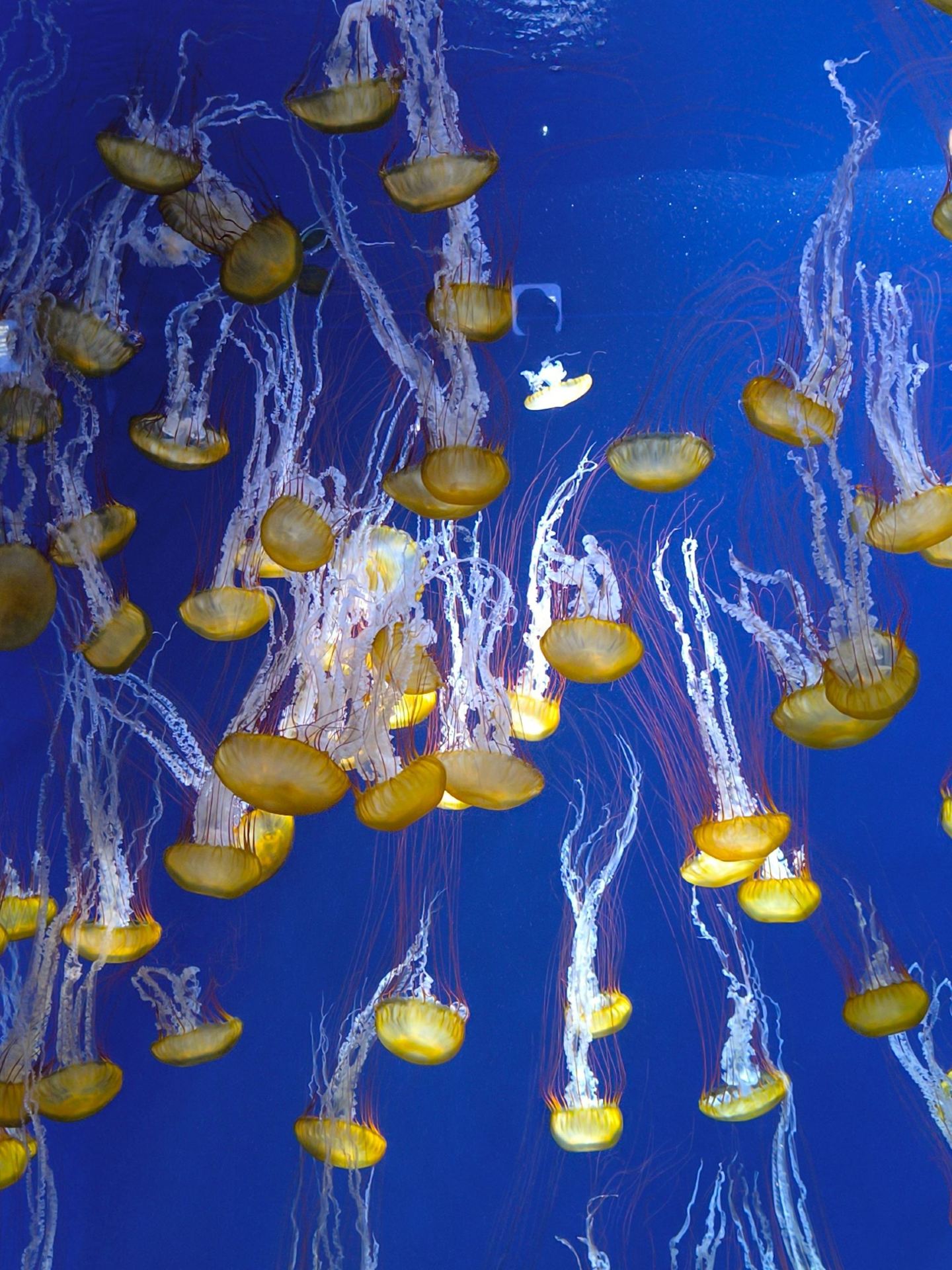 Kamakura | Enoshima Aquarium. 🌊