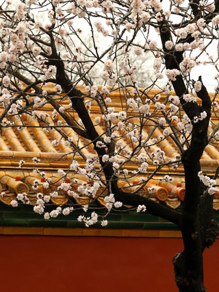 Apricot Blossoms in Bloom at Beijing’s Forbidden City 🌸