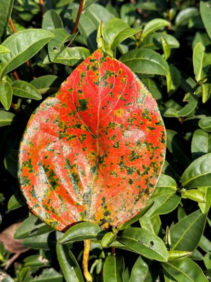 Autumn Wandering in Luotian: A Painting Made of Persimmon Leaves 🍂