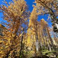 Larch Madness at Lake Ingalls 