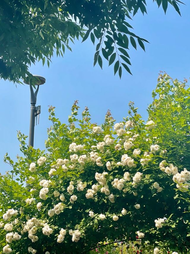 앞으로 한달 뒤 만날 수 있는 서울 장미스팟🌹