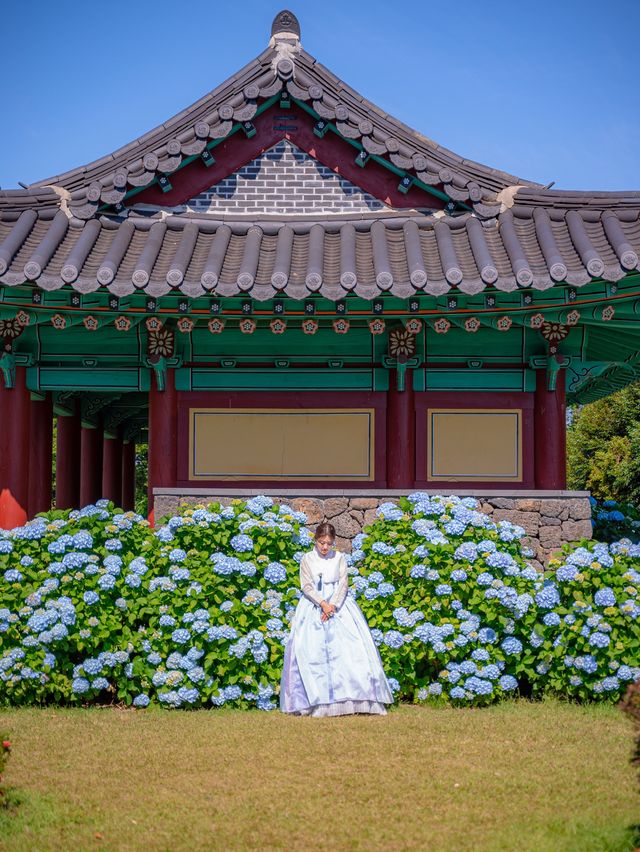 서귀포 파란 수국 명소 ‘혼인지’