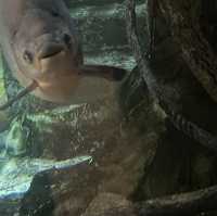 Christmas time at Mandalay Bay’s Shark Reef