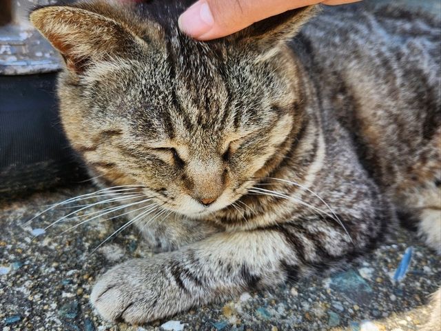 고양이 섬