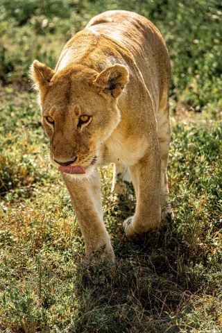 2 天私人曼雅拉湖和恩戈羅恩戈羅野生動物園 – 個人化的坦尚尼亞野生動物之旅