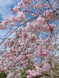 🇨🇭스위스 제네바 : 제네바의 봄꽃들 🌸💖