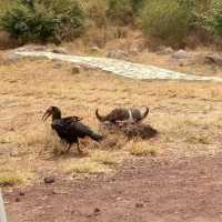 three days safari ngorongoro crater 