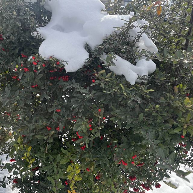 アンカラの雪景色のOrange Blossom公園