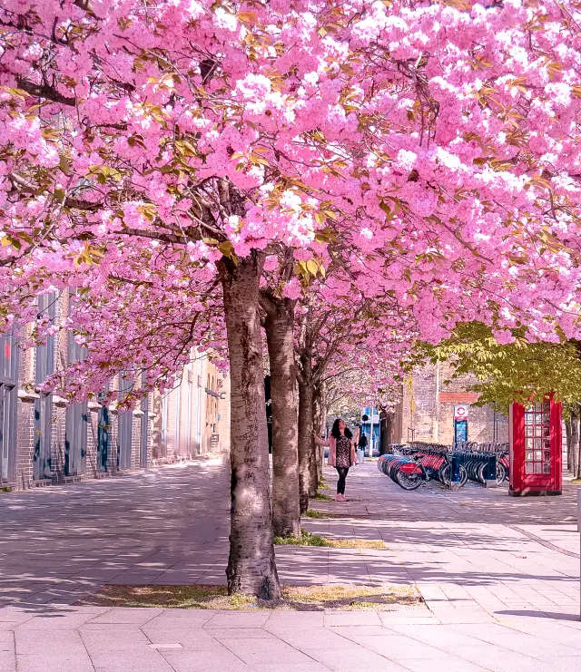 Cherry blossoms bloom in London 🌺