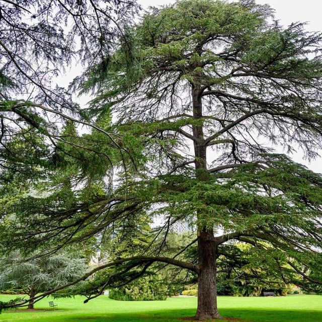 Spectacular Adelaide Botanic Garden 🇦🇺